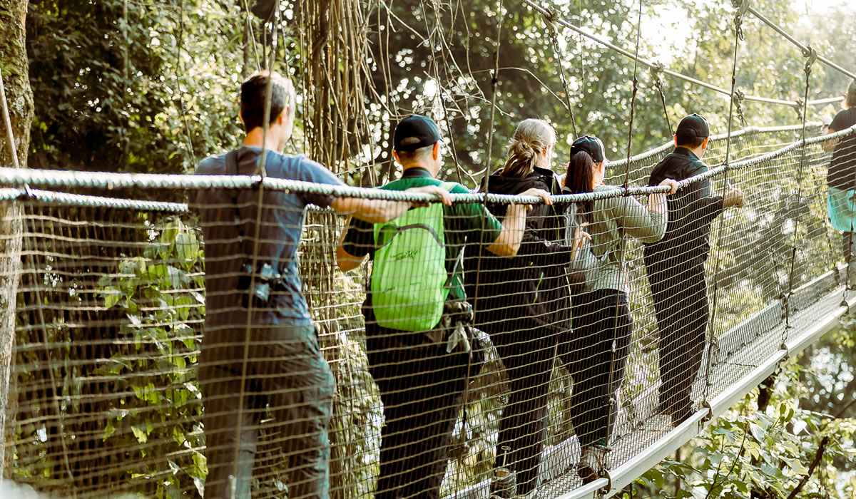 2 Days Chimpanzee Tracking and Canopy Walk in Nyungwe Forest