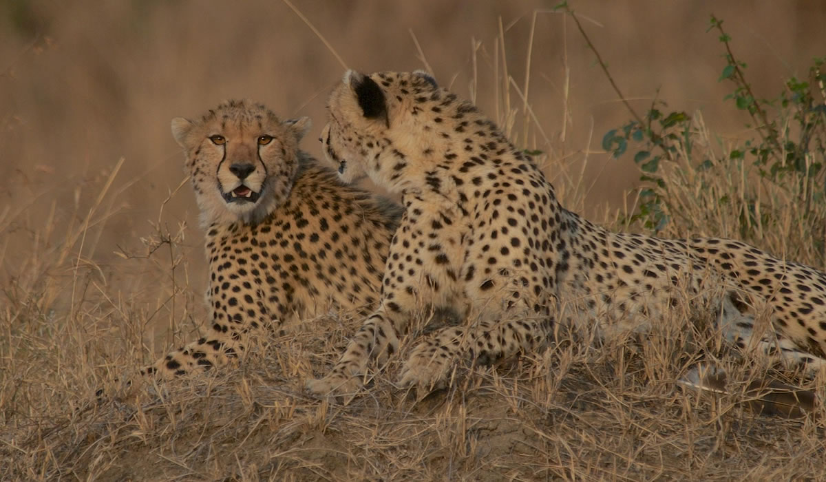 6 Days Masai Mara and Amboseli Safari Tour