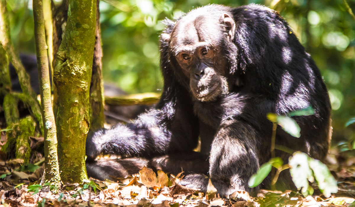 6 Days Uganda Primates and Wildlife Tour