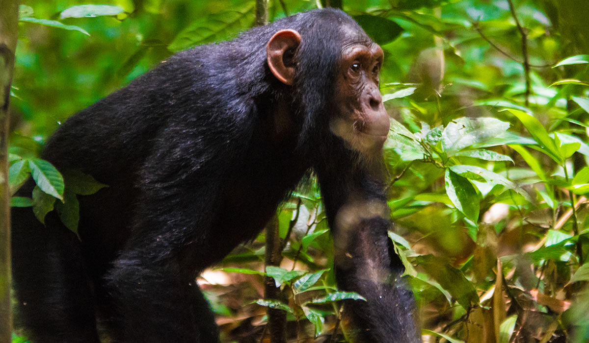 Chimpanzee Tracking in Nyungwe Forest National Park