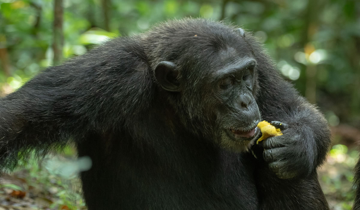12 Days Ultimate Rwanda Wildlife Safari with Chimpanzee Trekking