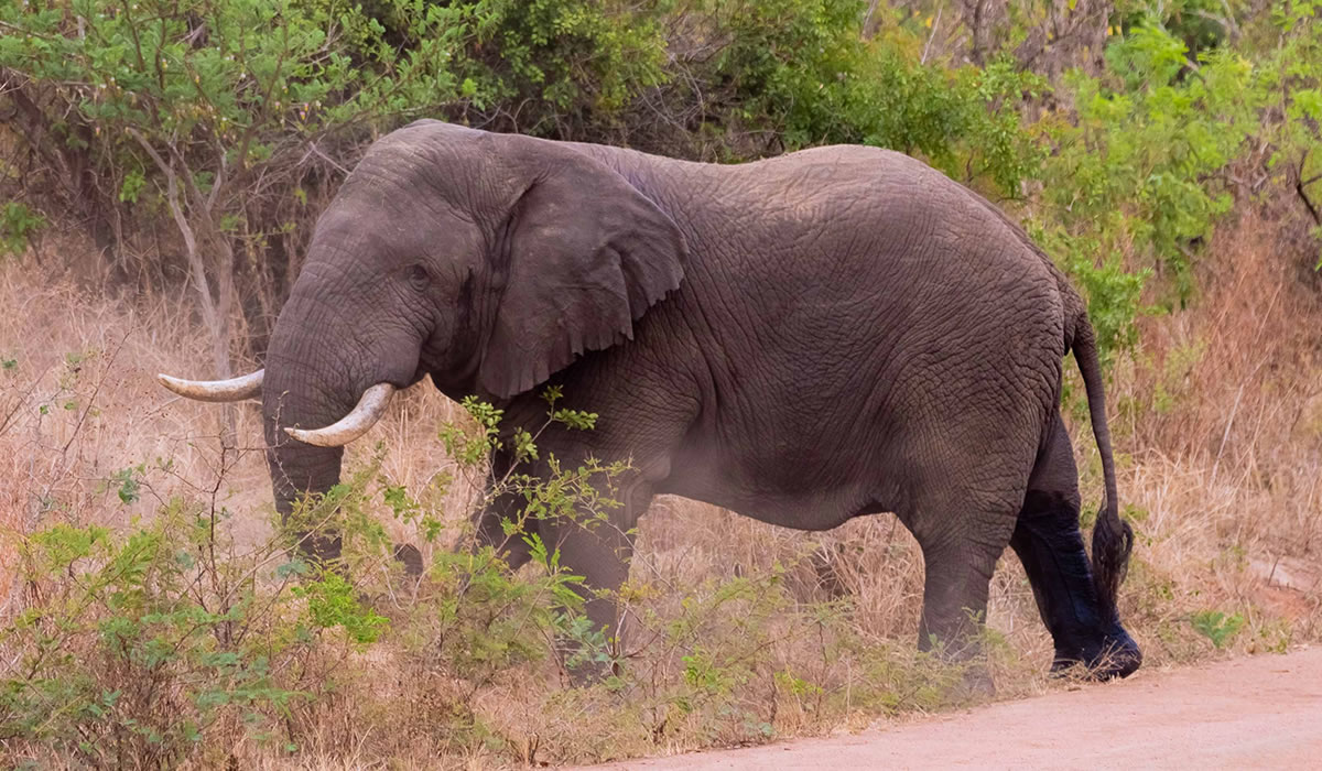 5 Days Wildlife Safari Adventure in Rwanda