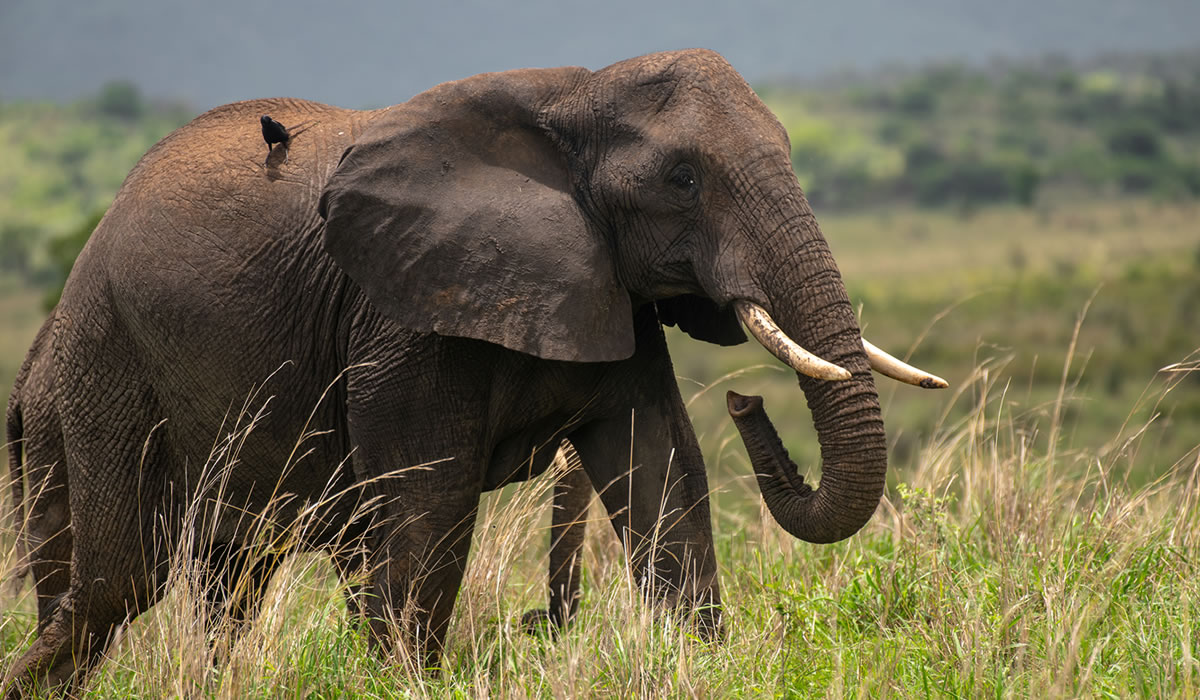 8 Days Best of Uganda Safari Holiday