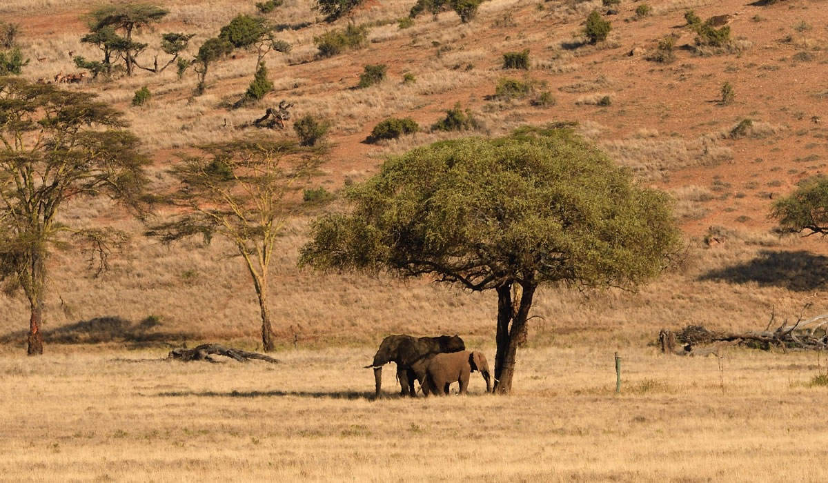 5 Days Amboseli and Tsavo Safari Holiday
