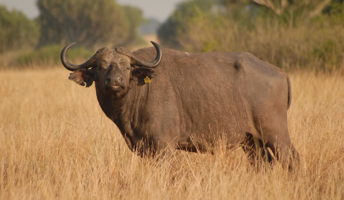 Wildlife Game Drives in Akagera National Park