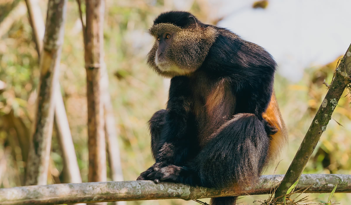 Wildlife You Will See on a Rwanda Safari Tour