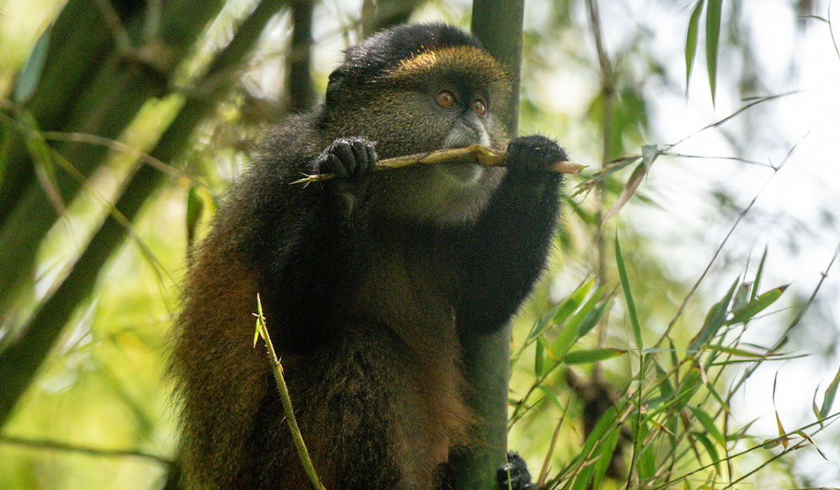 3 Days Gorilla and Golden Monkey Safari in Rwanda