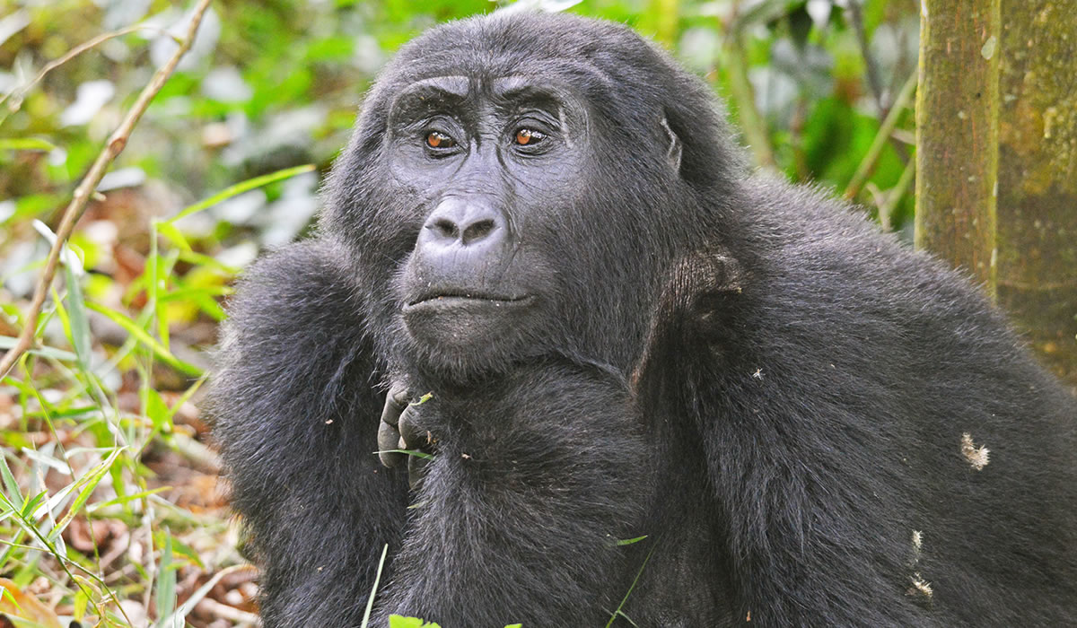 3 Days Bwindi Gorilla Trekking Safari