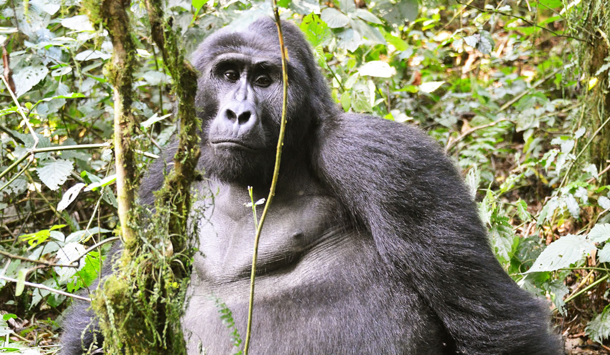5 Days Uganda Gorilla and Wildlife Safari