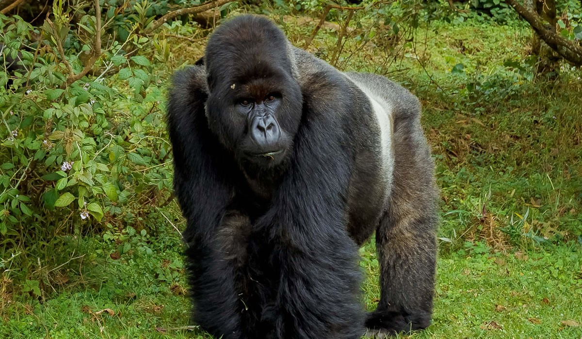 Gorilla Trekking in Volcanoes National Park