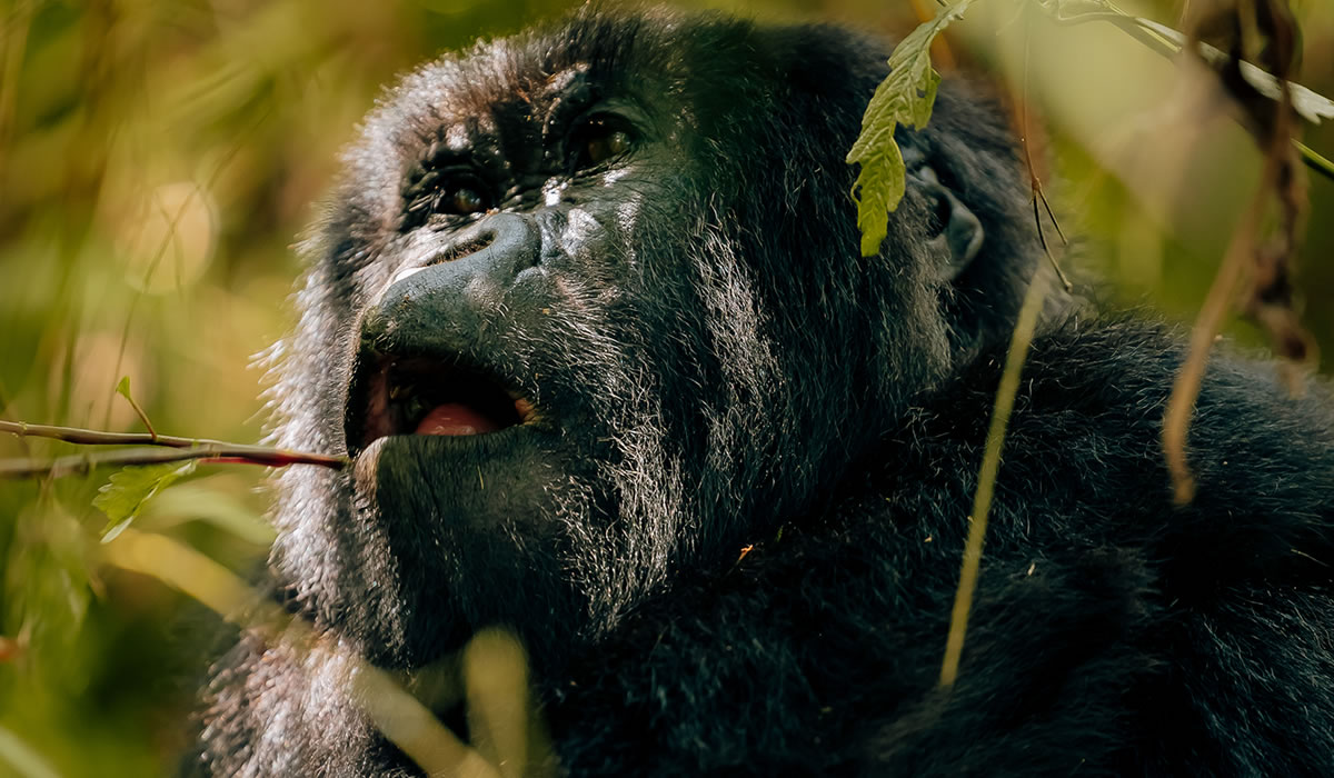 7 Days Luxury Rwanda Gorilla Trekking and Lake Kivu Tour