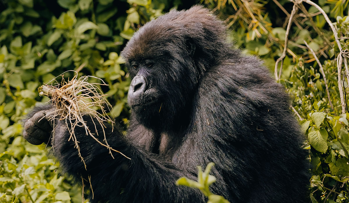 1 Day Gorilla Trekking Safari in Rwanda