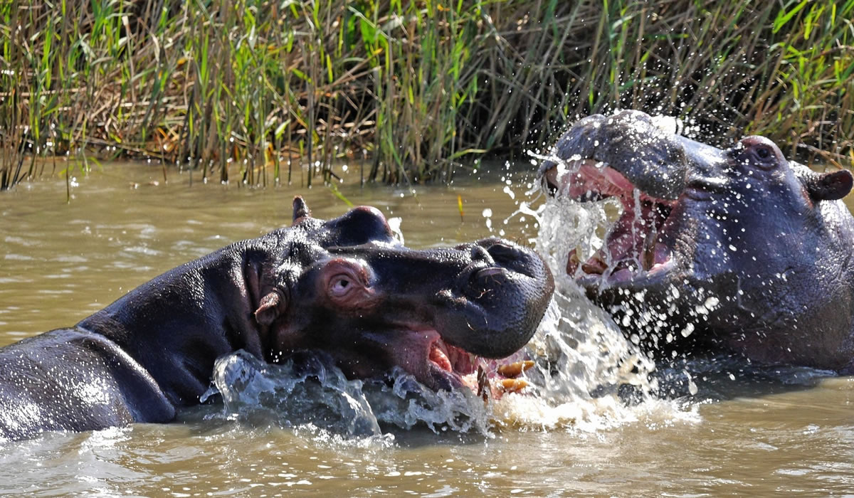 4 Days Kibira and Rusizi Safari Holiday
