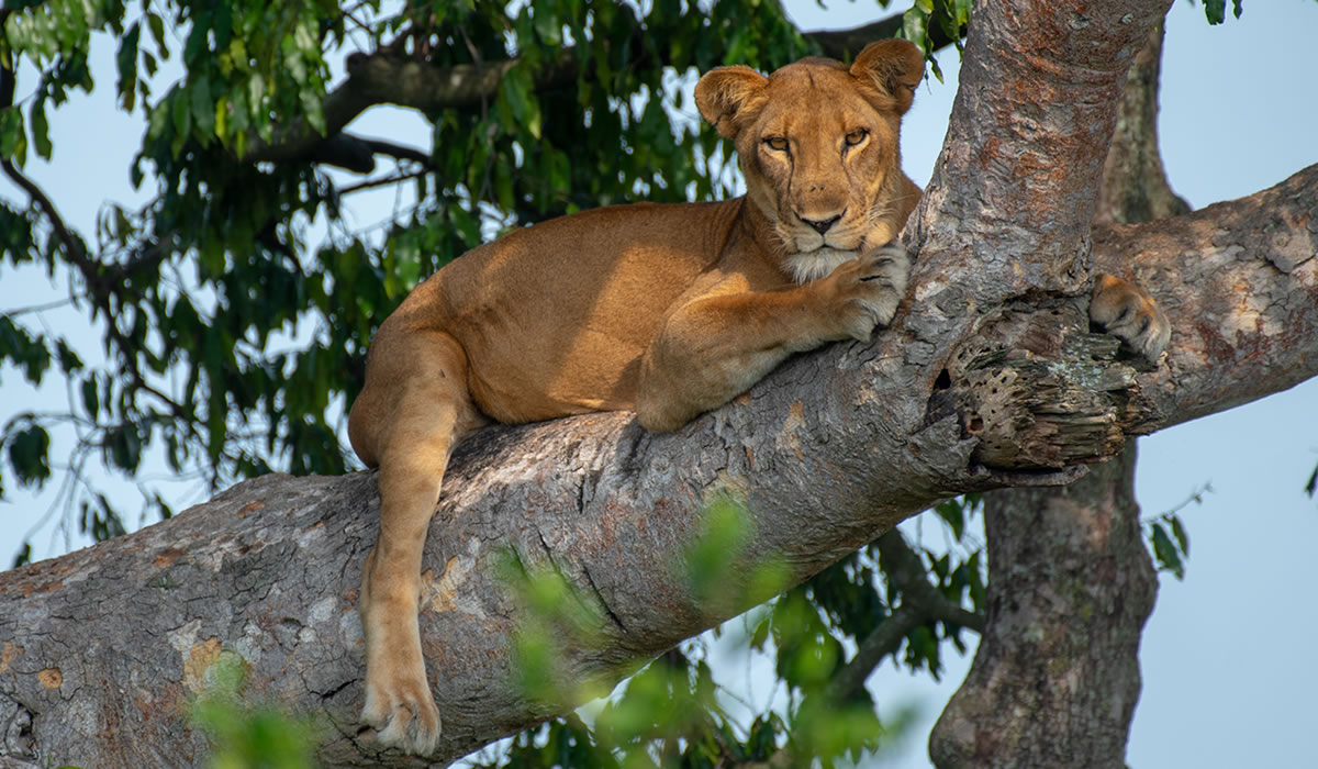 4 Days Queen Elizabeth Safari Experience