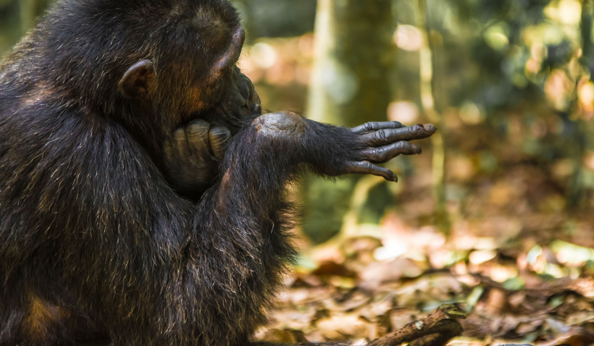 12 Days Uganda Primates and Savannah Safari