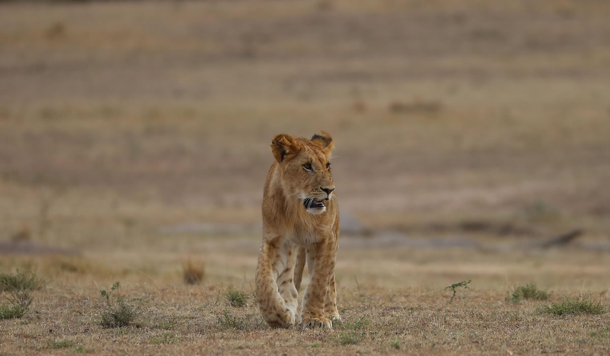 8 Days Masai Mara, Lake Nakuru and Amboseli Safari