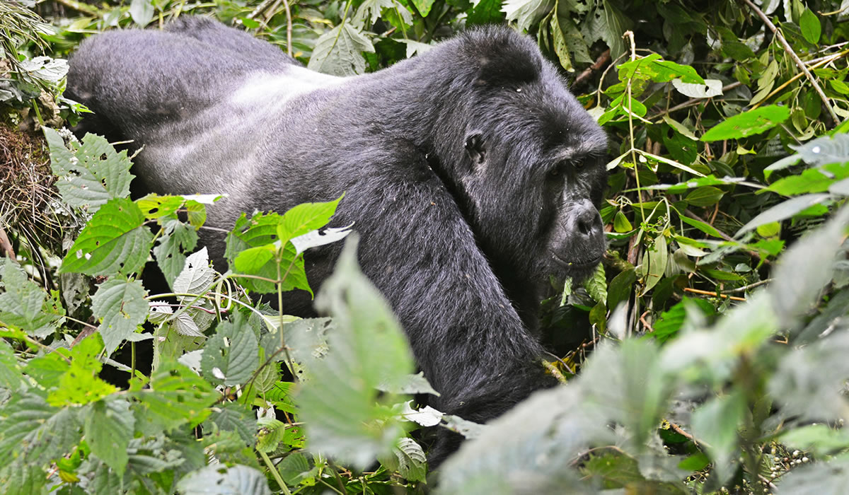 14 Days Uganda Gorilla Trekking and Big Five Safari