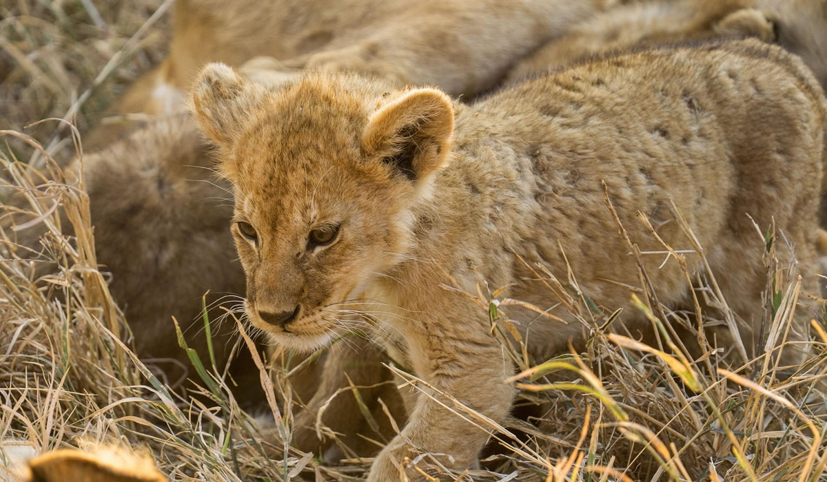 4 Days Tarangire and Serengeti Safari