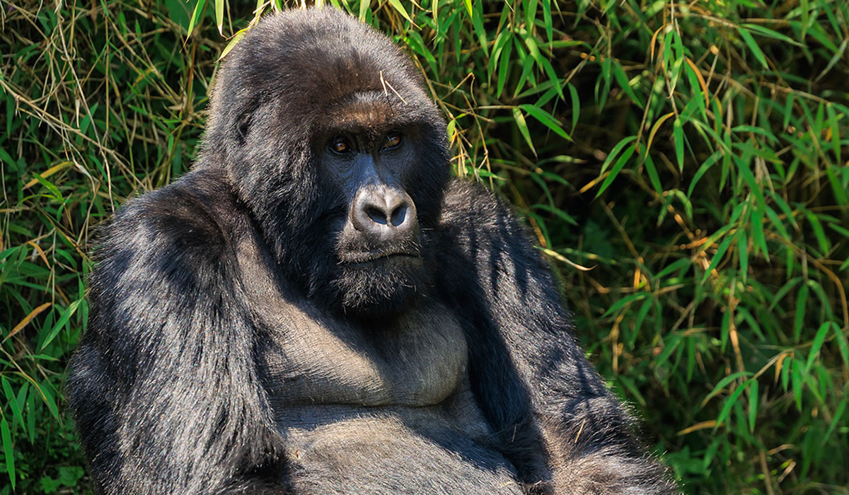 10 Days Primate Tracking and Wildlife Adventure in Rwanda