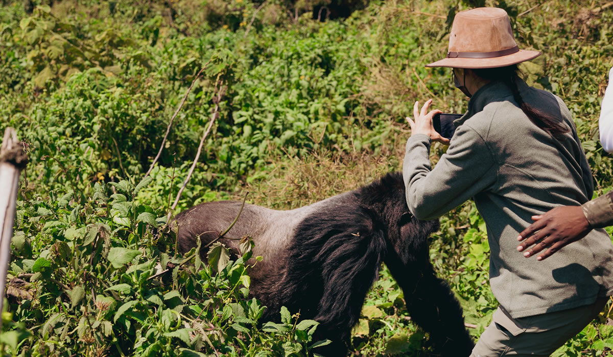 Luxury Rwanda Safari Tours