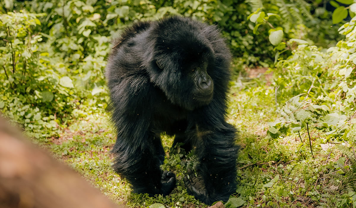 How to Plan the Perfect Rwanda Safari Tour