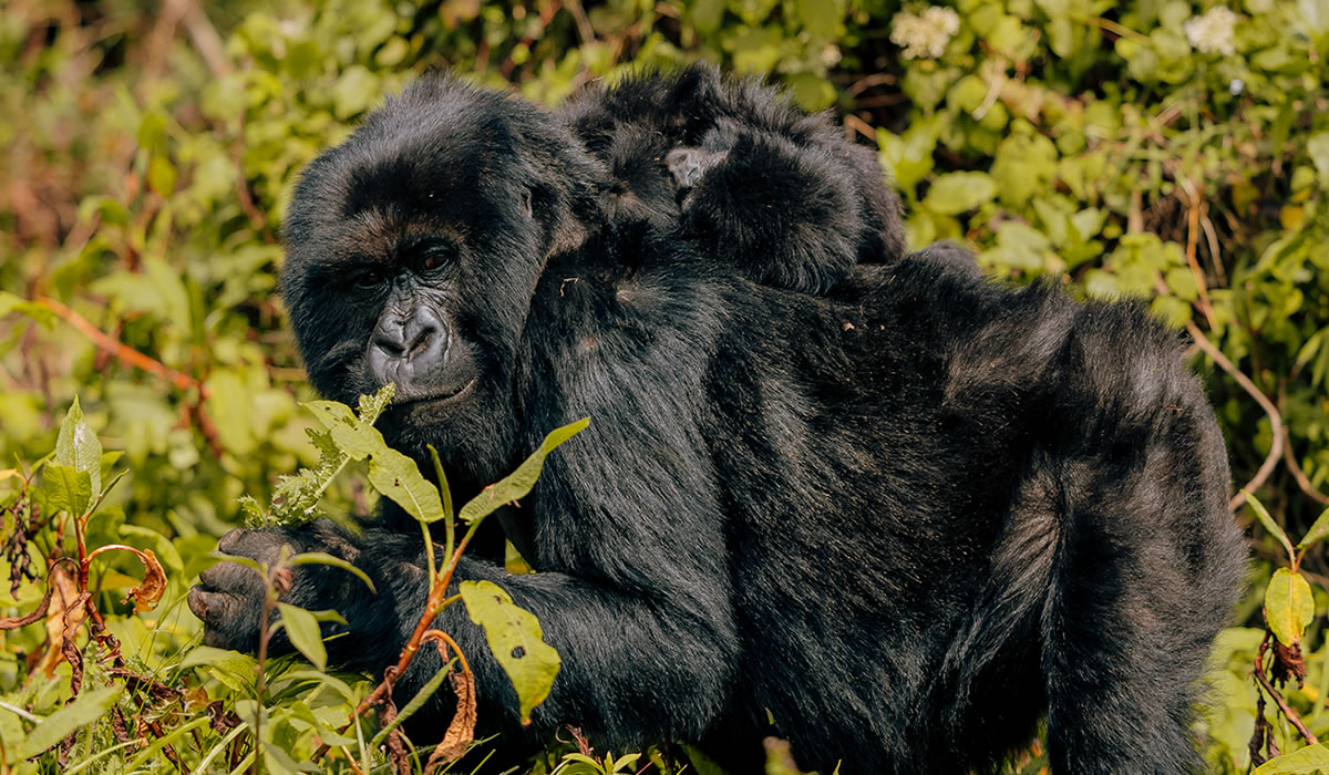 Ultimate Guide to Gorilla Trekking in Rwanda