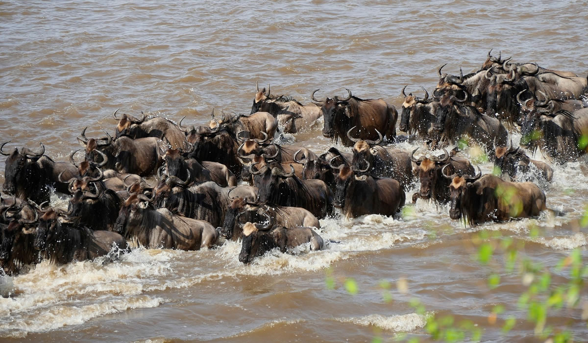6 Days Serengeti Migration Safari Adventure