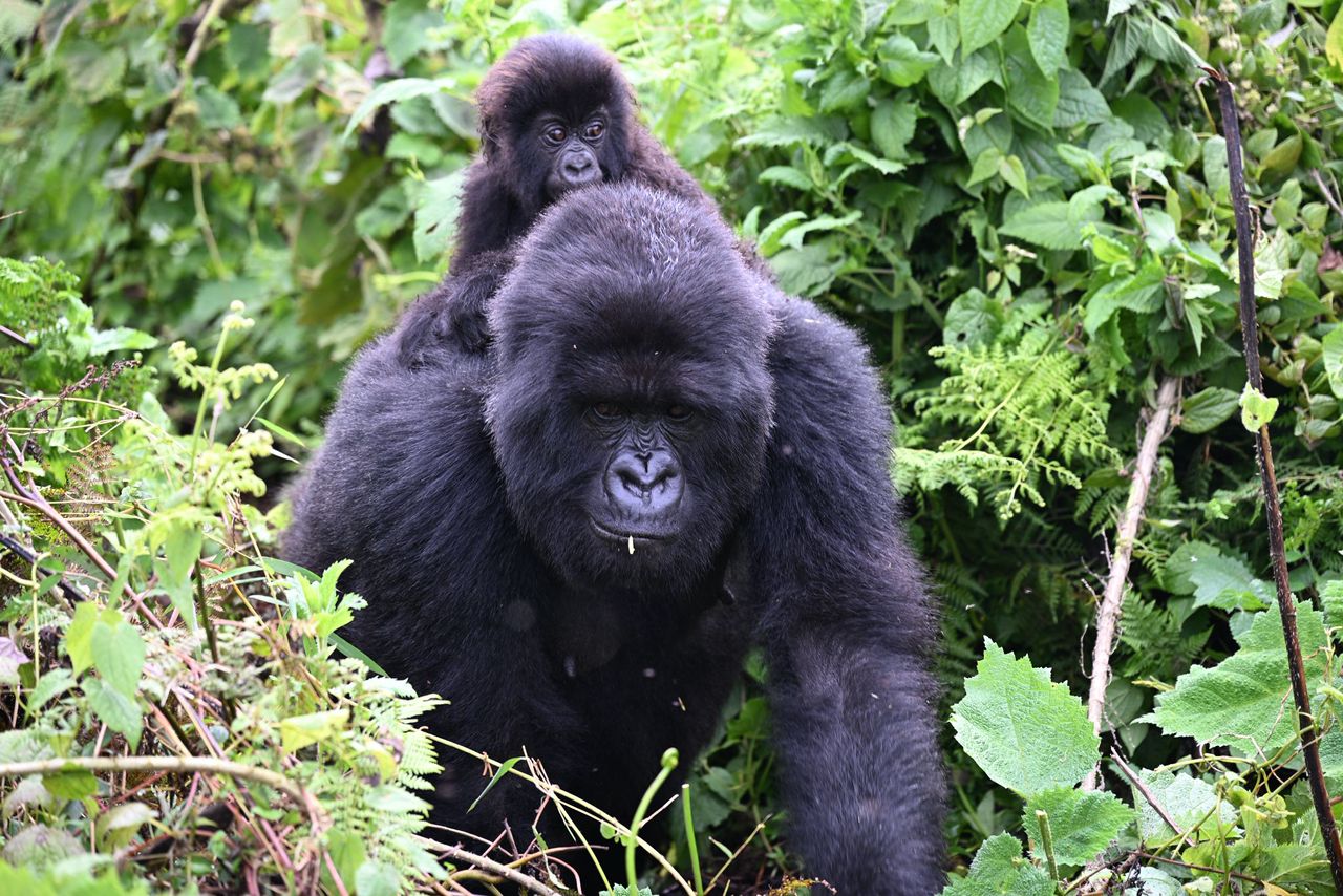 Gorilla Trekking in Rwanda