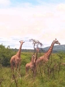 Giraffes in Akagera National Park