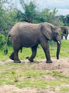 Elephant in Akagera national Park
