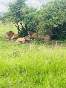 Lions in Akagera National Park