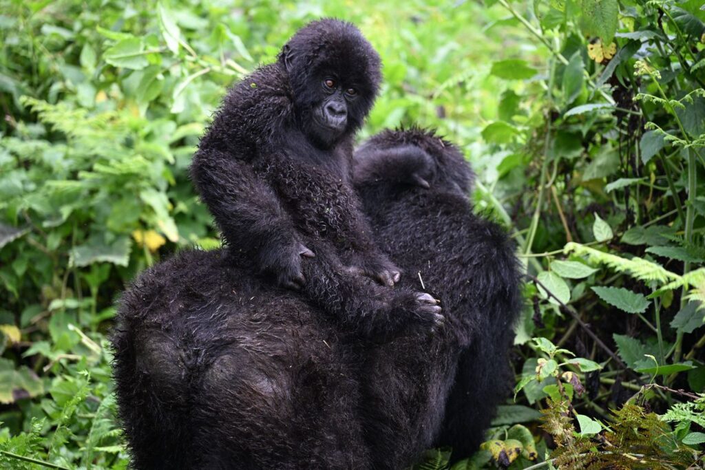 Gorilla Trekking in Rwanda